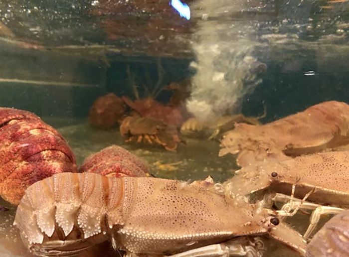 7819e4f636b4dfea86a5 Loài hải sản hiếm ở Việt Nam có tên rất lạ, giá 2 triệu đồng/kg 12