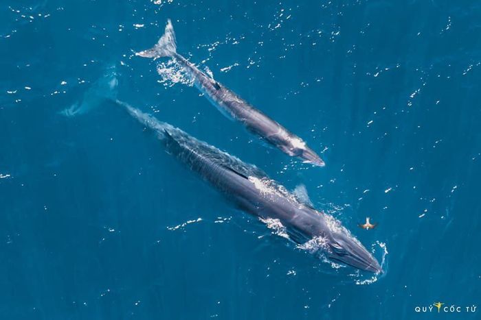 May mắn hơn nữ luật sư Woo Young Woo, travel blogger Hải An thành công săn ảnh cá voi ở biển Đề Gi 5