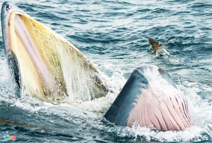 Mẹ con cá voi săn mồi ở vùng biển Đề Gi 8