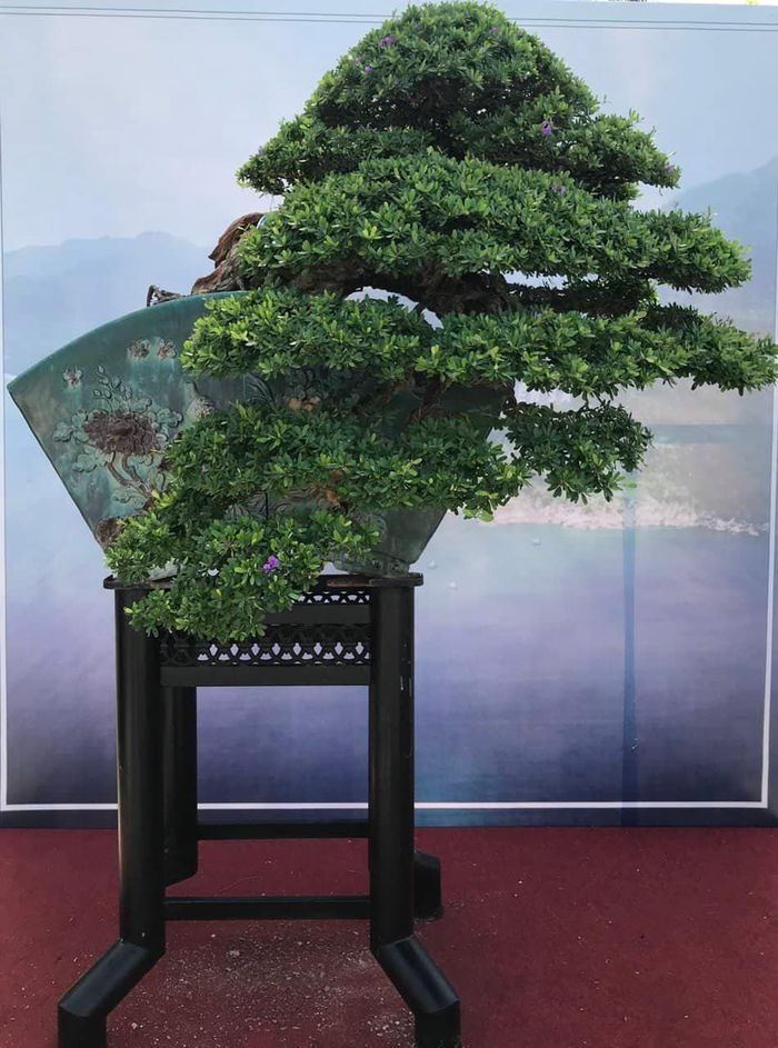 7fab02d1ce9327cd7e82 Cận cảnh những cây bonsai dáng đẹp giá đến vài tỷ ở Bình Định 14