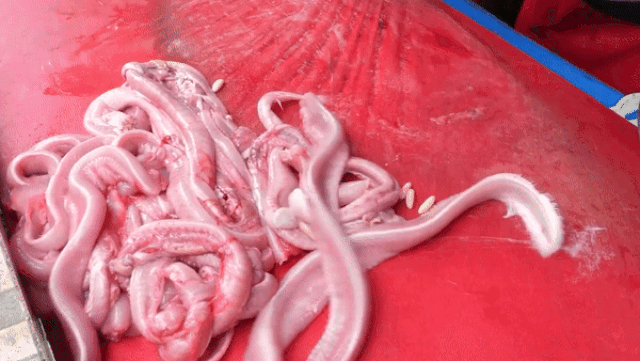 7fb00479213bc865912a Món ăn ngoe nguẩy nhìn 'rợn da gà', lên mâm thành đặc sản đắt giá 16