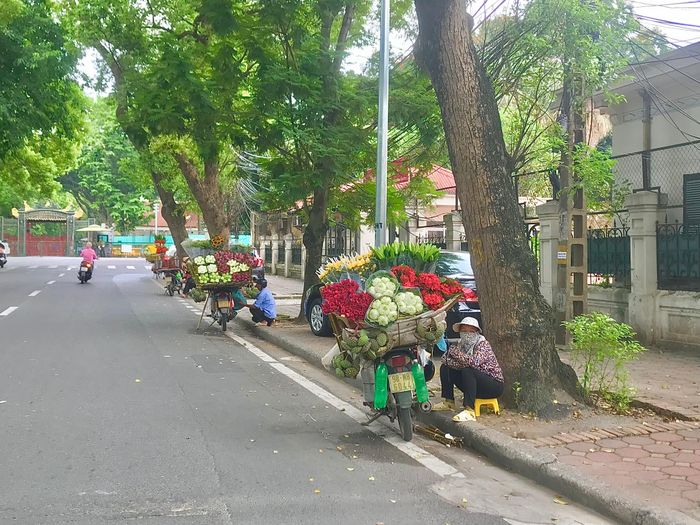 Phố Hà Nội rực rỡ và mới lạ với sắc sen Quan Âm 0