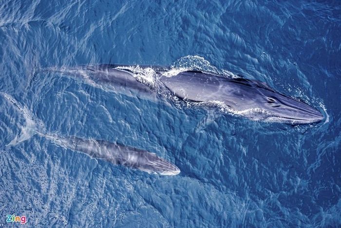 Mẹ con cá voi săn mồi ở vùng biển Đề Gi 2