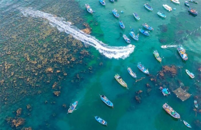 89629a0f554dbc13e55c Mùa rong biển tựa cánh đồng dưới nước ở Quy Nhơn 10