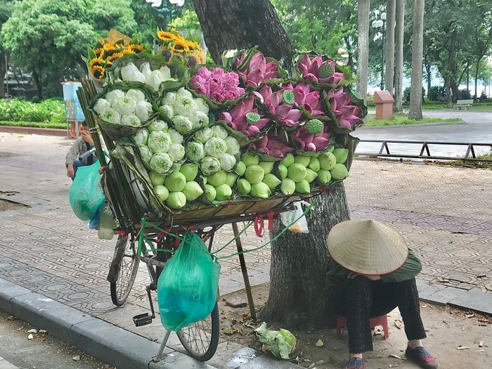 Phố Hà Nội rực rỡ và mới lạ với sắc sen Quan Âm 28