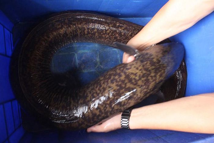 Loại cá tiến vua ở VN tốt cho quý ông, người nuôi đổi đời 6