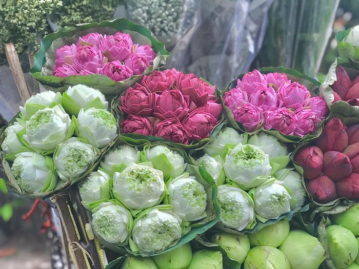 Phố Hà Nội rực rỡ và mới lạ với sắc sen Quan Âm 14