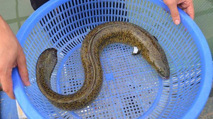 Loại cá tiến vua ở VN tốt cho quý ông, người nuôi đổi đời 18