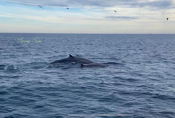 Cá voi xanh liên tục xuất hiện tại vùng biển Đề Gi, Bình Định 2