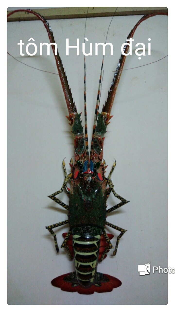 964569a93c73d82d8162 Tôm hùm đại