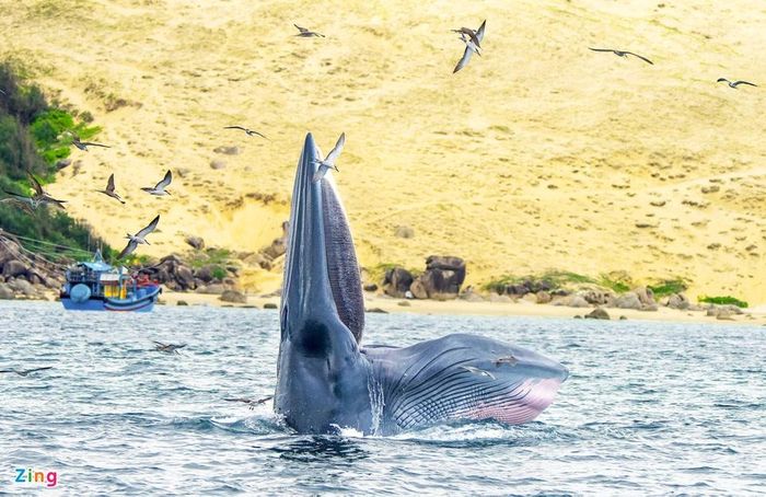 Mẹ con cá voi săn mồi ở vùng biển Đề Gi 18