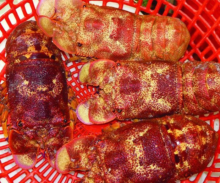 Loài hải sản hiếm ở Việt Nam có tên rất lạ, giá 2 triệu đồng/kg 0