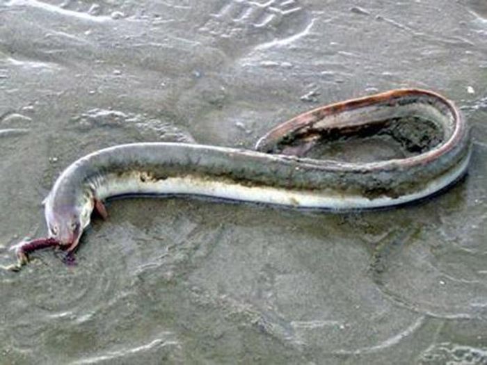 Loại cá tiến vua ở VN tốt cho quý ông, người nuôi đổi đời 2