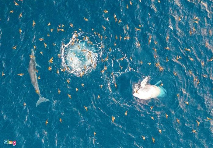 Mẹ con cá voi săn mồi ở vùng biển Đề Gi 12