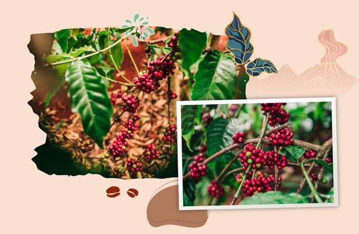 CADA - viên ngọc ẩn mình nơi cao nguyên 15