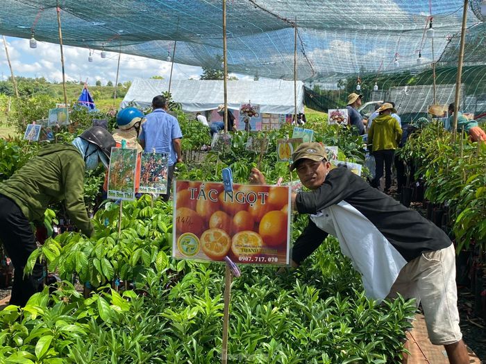 a26e87bb48f9a1a7f8e8 Du khách đổ về 'thủ phủ sầu riêng' xe nối đuôi dài cả cây số, khách thoải mái ăn tại vườn 23