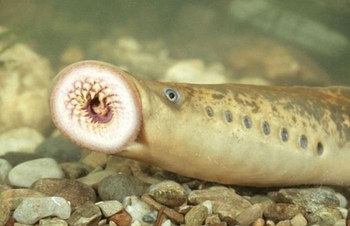 Loại cá có hình dạng đáng sợ nhưng đang được các bà nội trợ săn lùng 1