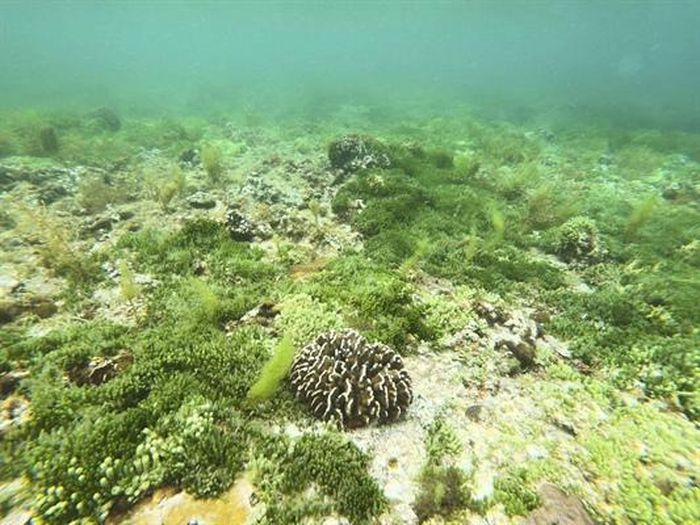 a3eb513085726c2c3563 Sắc màu lung linh san hô ở biển duyên hải miền Trung 5