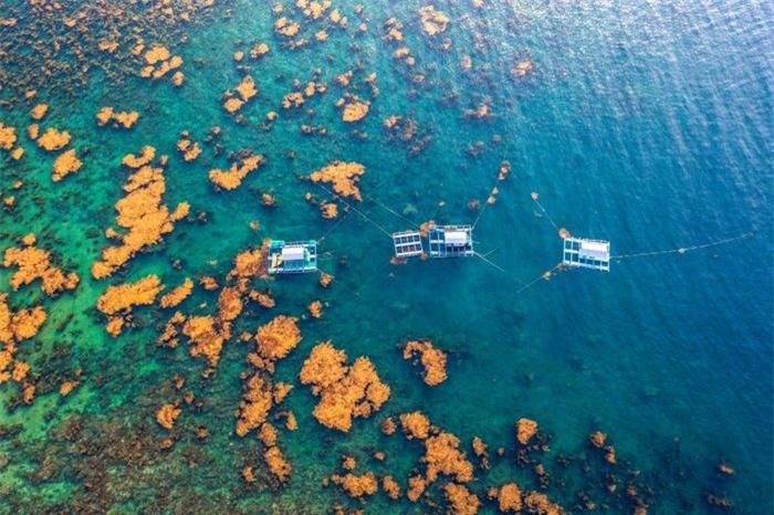 a75faa3265708c2ed561 Mùa rong biển tựa cánh đồng dưới nước ở Quy Nhơn 14