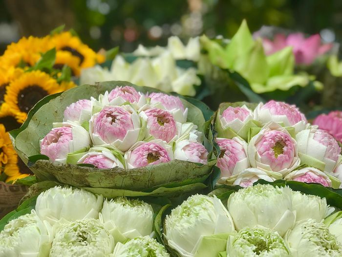 Phố Hà Nội rực rỡ và mới lạ với sắc sen Quan Âm 18