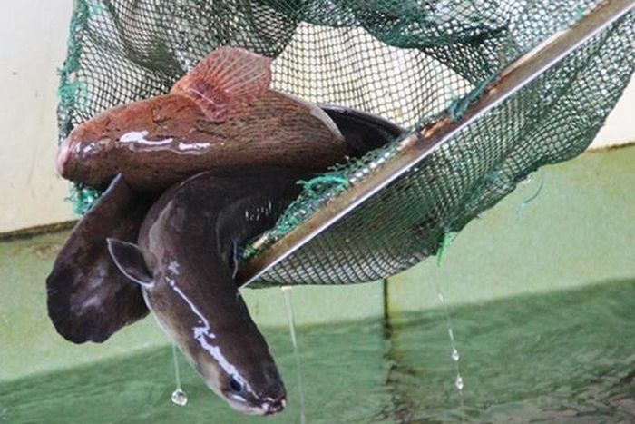 Loại cá tiến vua ở VN tốt cho quý ông, người nuôi đổi đời 0