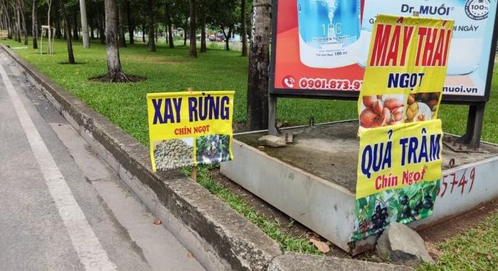 200.000 đồng/kg trâm rừng, muốn mua không dễ 7