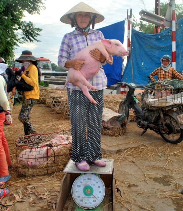 ac1715f497b67ee827a7 Về Quảng Nam xem chợ 'phụ nữ bồng heo' 14