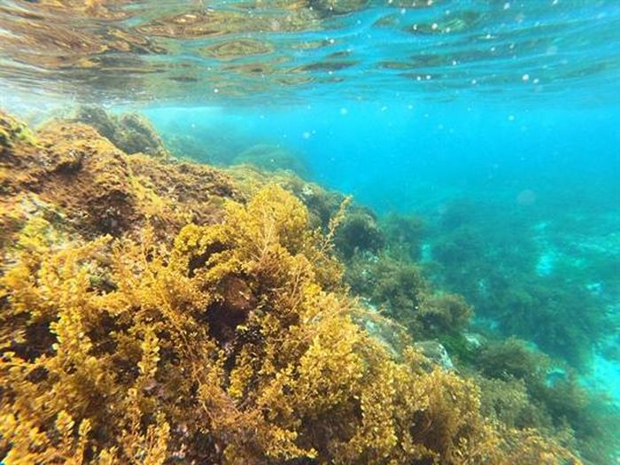 Sắc màu lung linh san hô ở biển duyên hải miền Trung 0