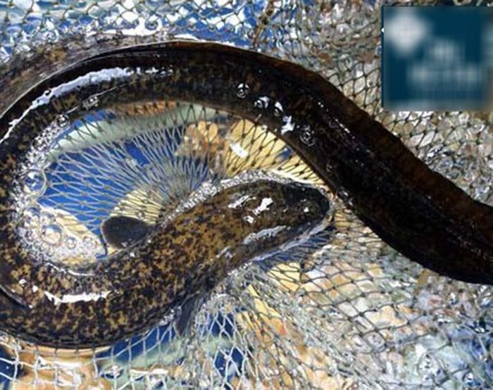 Loại cá tiến vua ở VN tốt cho quý ông, người nuôi đổi đời 20