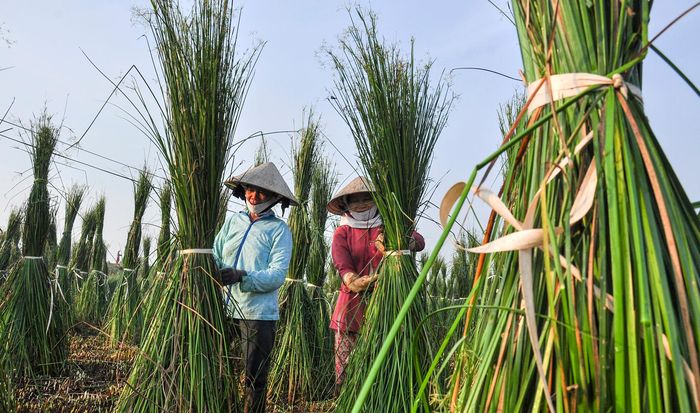 Mùa thu hoạch chiếu cói ở Bình Định 4