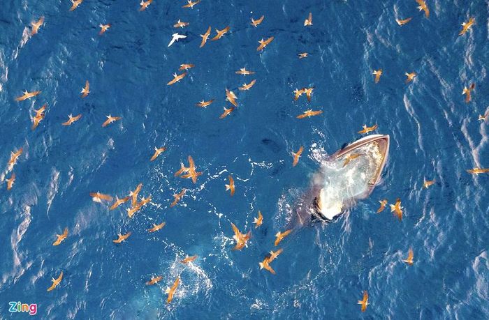Mẹ con cá voi săn mồi ở vùng biển Đề Gi 6