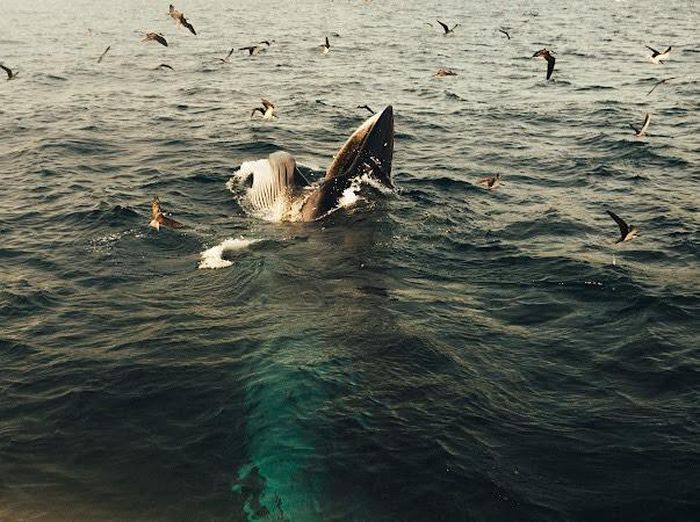 Cá voi xanh hiếm gặp lại xuất hiện ở Đề Gi - Bình Định, du khách kéo đến ngắm nhìn 2