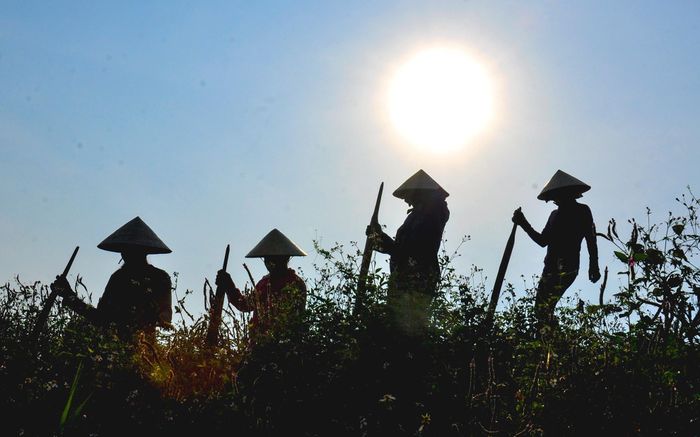 Mùa thu hoạch chiếu cói ở Bình Định 10