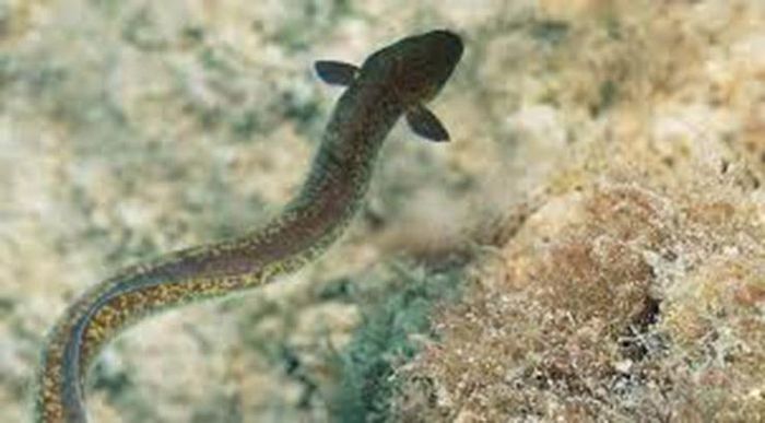 Loại cá tiến vua ở VN tốt cho quý ông, người nuôi đổi đời 4