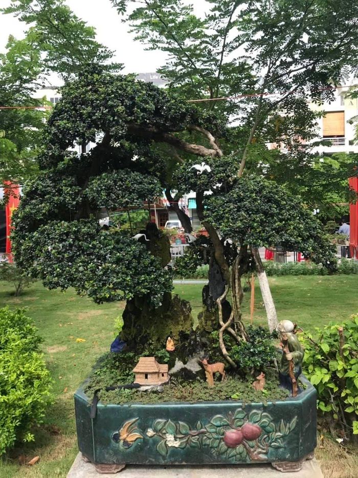 bd10cc6a0028e976b039 Cận cảnh những cây bonsai dáng đẹp giá đến vài tỷ ở Bình Định 34