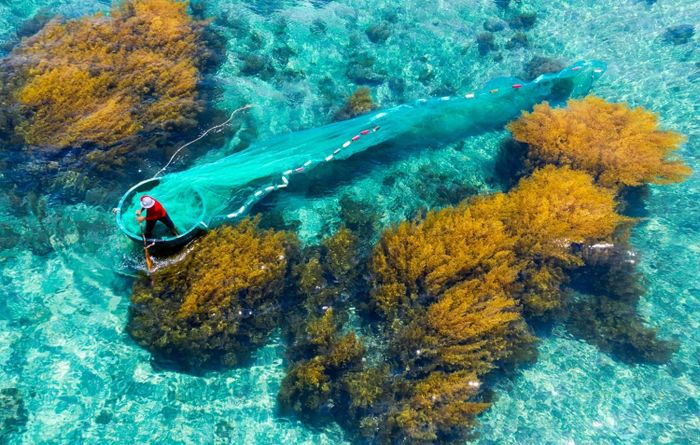 bda00805ee4707195e56 Nhơn Hải mùa rêu 12