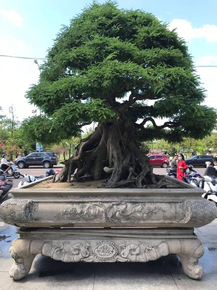 bdbec5c40986e0d8b997 Cận cảnh những cây bonsai dáng đẹp giá đến vài tỷ ở Bình Định 18