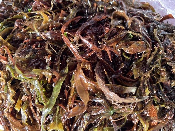 Vào mùa 'lộc trời' mọc lên từ đá, người dân đi lấy về bán giá hàng triệu đồng/kg 4