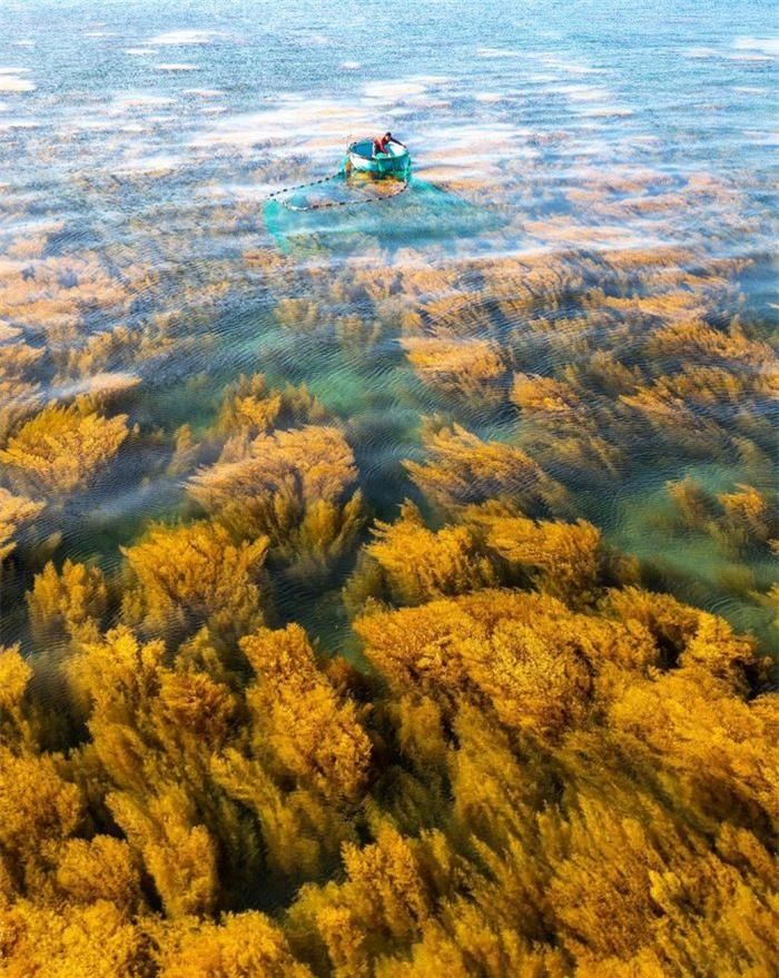 beddb9b076f29facc6e3 Mùa rong biển tựa cánh đồng dưới nước ở Quy Nhơn 17