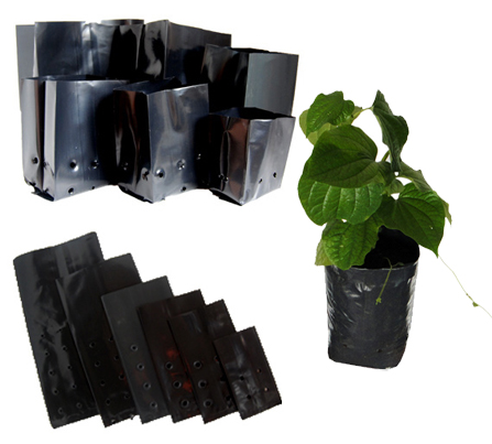 bi-uom-cay Bì ươm cây