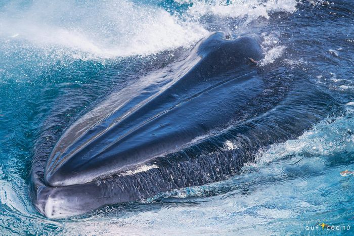 4 ngày lênh đênh biển Đề Gi, leo cột thuyền săn khoảnh khắc cá voi đớp mồi tuyệt đẹp 31