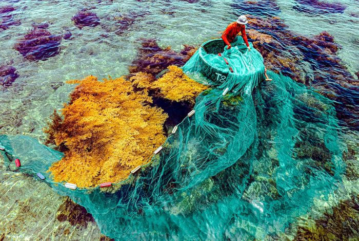 Mùa rong mơ ở cù lao Hòn Khô 14