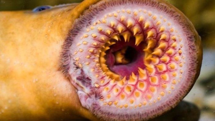 c58cd6602a22c37c9a33 'Quái vật biển' giấu đầu lòi đuôi, quý ông Việt thi nhau săn lùng 6