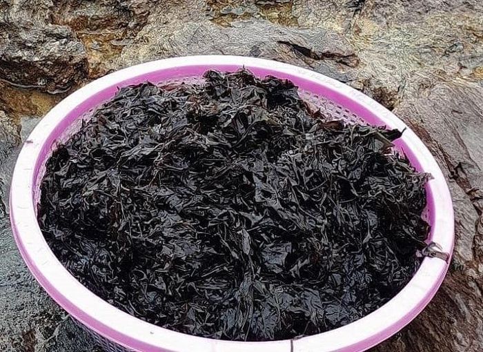 Vào mùa 'lộc trời' mọc lên từ đá, người dân đi lấy về bán giá hàng triệu đồng/kg 20