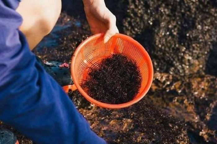 Vào mùa 'lộc trời' mọc lên từ đá, người dân đi lấy về bán giá hàng triệu đồng/kg 10