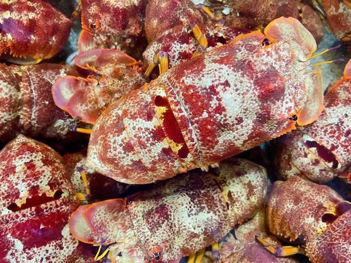 c92f5bc0898260dc3993 Loài hải sản hiếm ở Việt Nam có tên rất lạ, giá 2 triệu đồng/kg 2