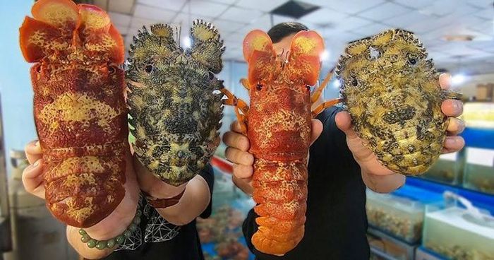 c98bae657c279579cc36 Loài hải sản hiếm ở Việt Nam có tên rất lạ, giá 2 triệu đồng/kg 18