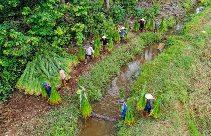 Mùa thu hoạch chiếu cói ở Bình Định 12