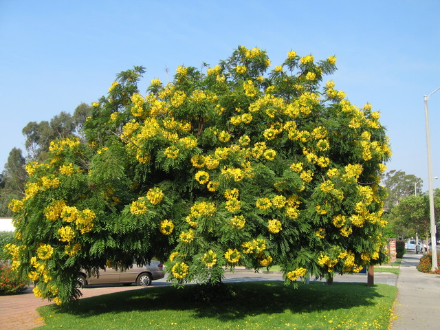 cay-bong-mat-3 Cây bóng mát