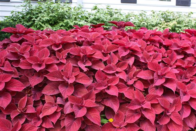 cay-la-mau-1 Cây lá màu